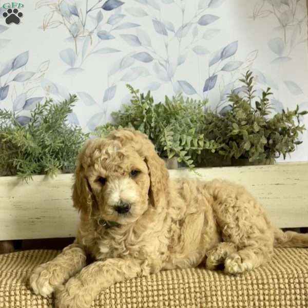 Lionel, Goldendoodle Puppy