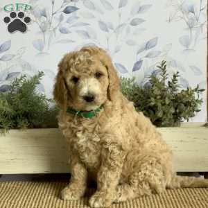Lionel, Goldendoodle Puppy