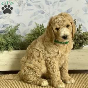 Lionel, Goldendoodle Puppy