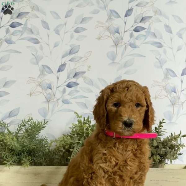 Lillian, Goldendoodle Puppy