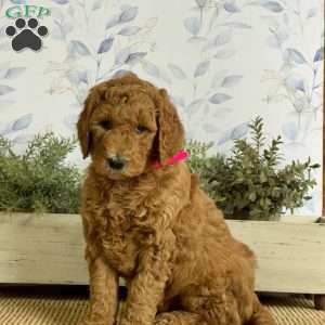 Lillian, Goldendoodle Puppy