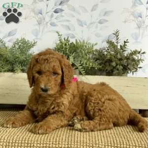 Lillian, Goldendoodle Puppy