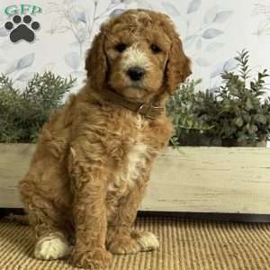 Layla, Goldendoodle Puppy