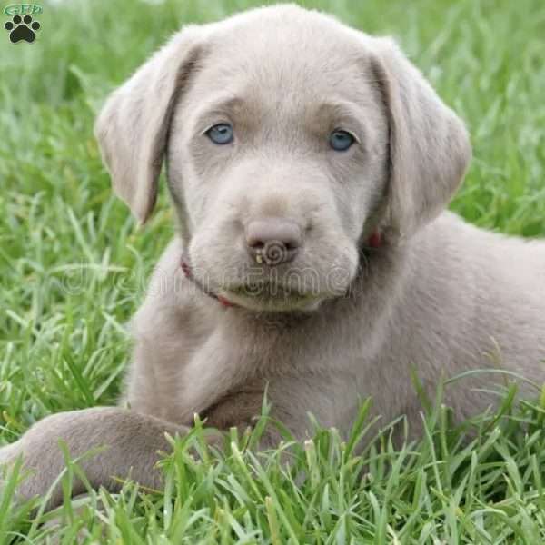 Charlie, Silver Labrador Retriever Puppy