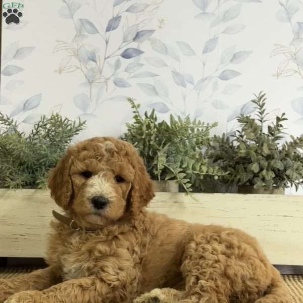 Layla, Goldendoodle Puppy