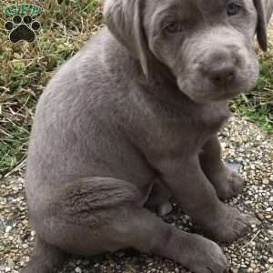 Charlie, Silver Labrador Retriever Puppy