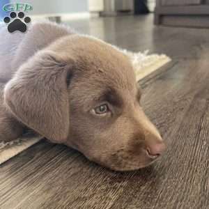 Charlie, Silver Labrador Retriever Puppy