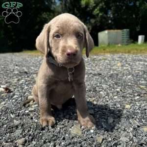 Charlie, Silver Labrador Retriever Puppy