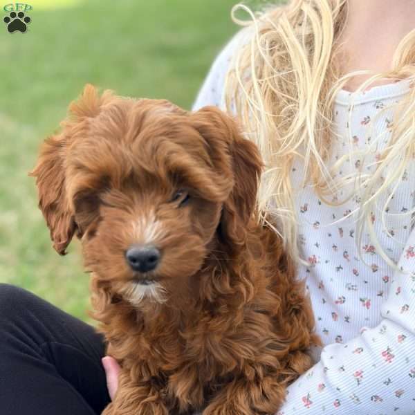 Millie – Mini F1b, Cockapoo Puppy