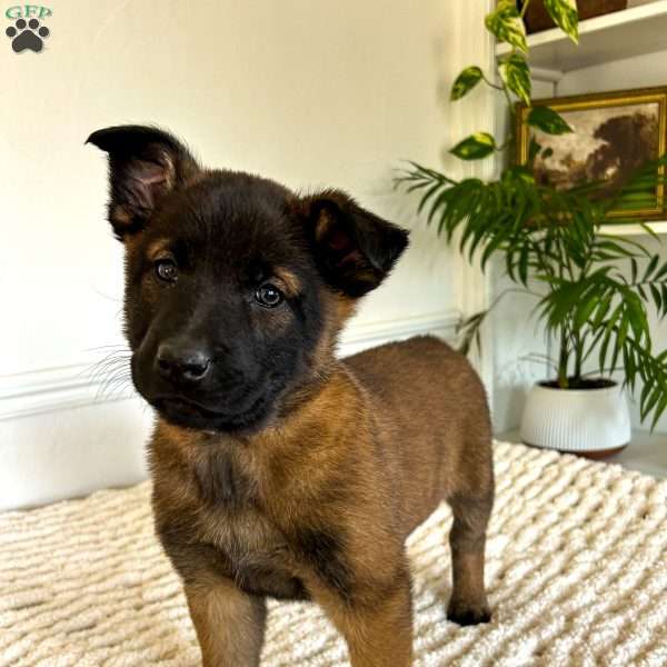 Dolce, Belgian Malinois Puppy