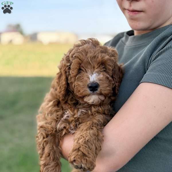 Maverick – Mini F1b, Cockapoo Puppy
