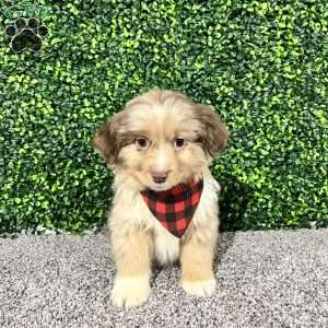 Zach, Miniature Australian Shepherd Puppy