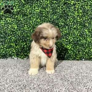 Zach, Miniature Australian Shepherd Puppy