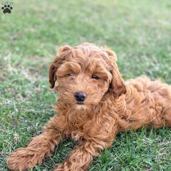 Benny – Mini F1b, Cockapoo Puppy