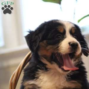 Paris, Bernese Mountain Dog Puppy