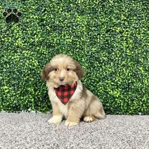 Zach, Miniature Australian Shepherd Puppy