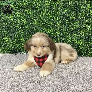 Zach, Miniature Australian Shepherd Puppy