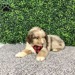 Zach, Miniature Australian Shepherd Puppy