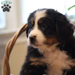 Paris, Bernese Mountain Dog Puppy