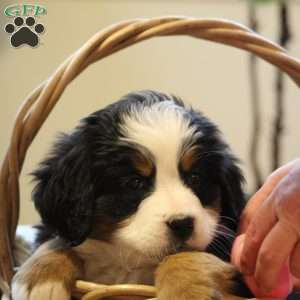 Odessa, Bernese Mountain Dog Puppy