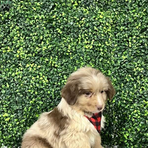 Zach, Miniature Australian Shepherd Puppy