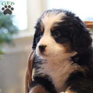 Odessa, Bernese Mountain Dog Puppy