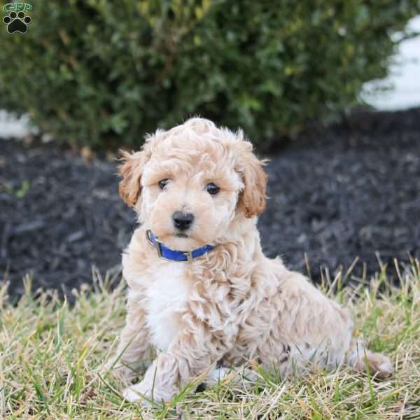 Finn, Bich-Poo Puppy