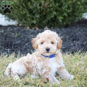 Finn, Bich-Poo Puppy