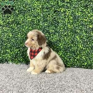 Zach, Miniature Australian Shepherd Puppy