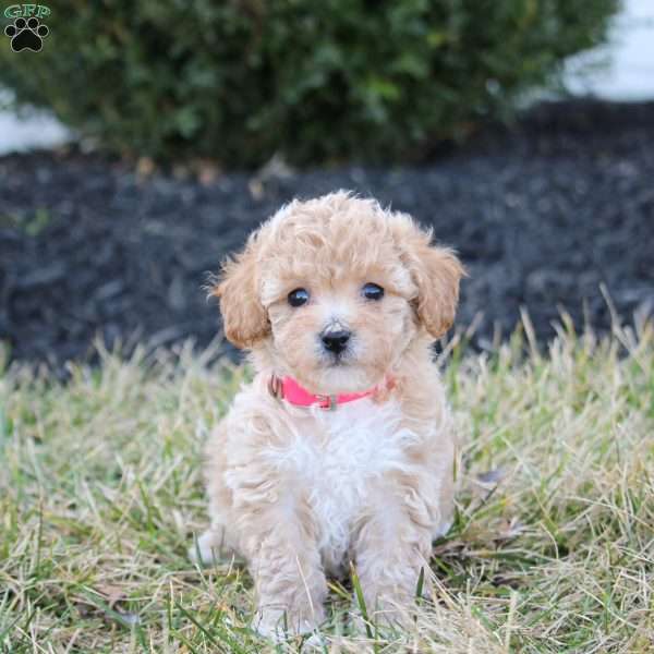 Fern, Bich-Poo Puppy