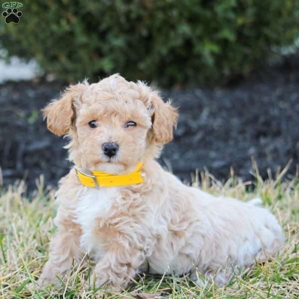 Fritz, Bich-Poo Puppy