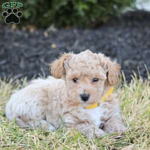 Fritz, Bich-Poo Puppy