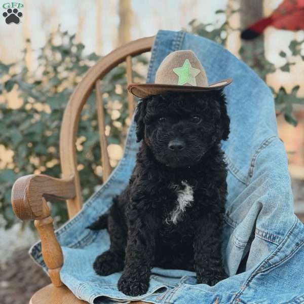 Denver, Mini Goldendoodle Puppy