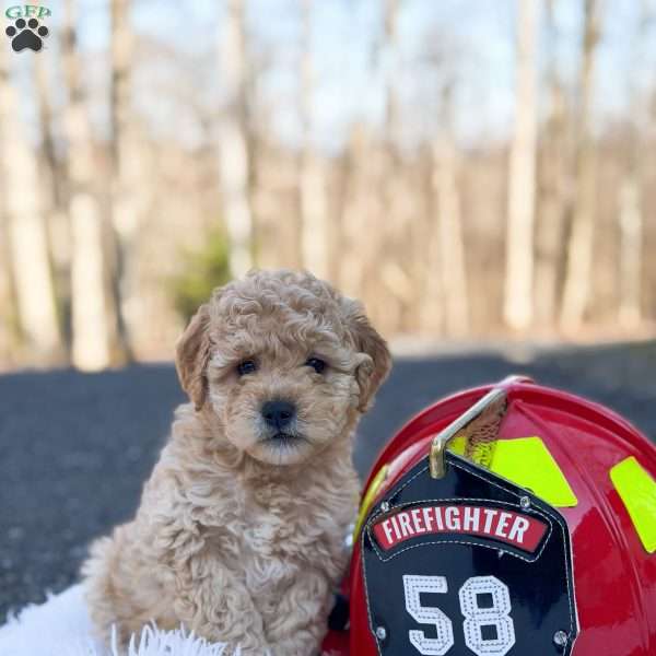 Austin, Mini Goldendoodle Puppy