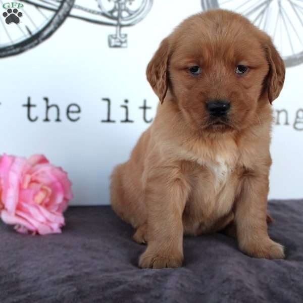Tabby, Golden Retriever Puppy