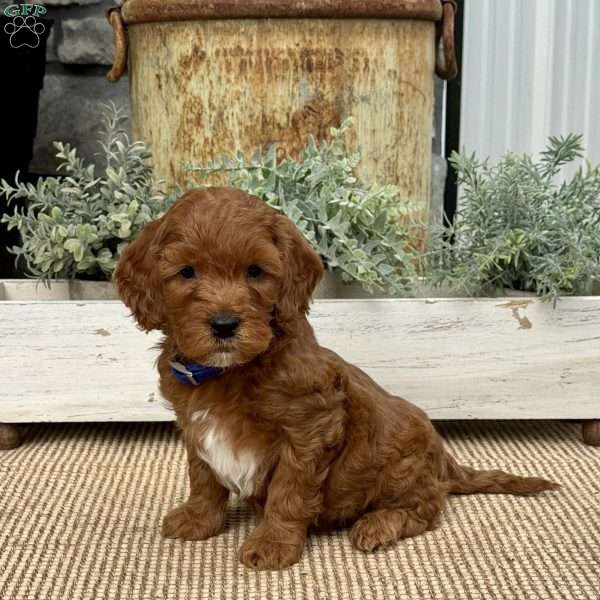 Honeybear, Mini Goldendoodle Puppy