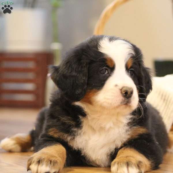 Rio, Bernese Mountain Dog Puppy