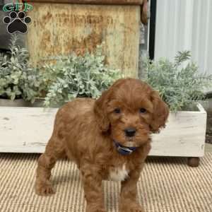 Honeybear, Mini Goldendoodle Puppy