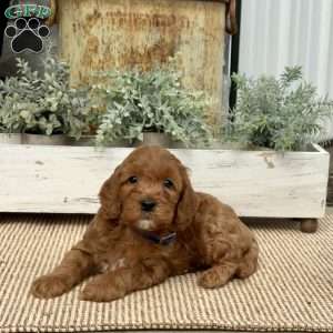 Honeybear, Mini Goldendoodle Puppy