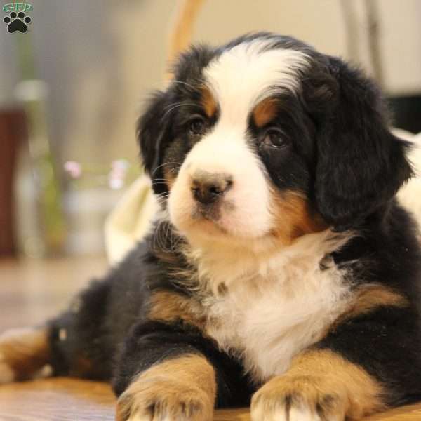 Malibu, Bernese Mountain Dog Puppy