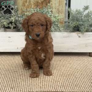 Hogan, Mini Goldendoodle Puppy