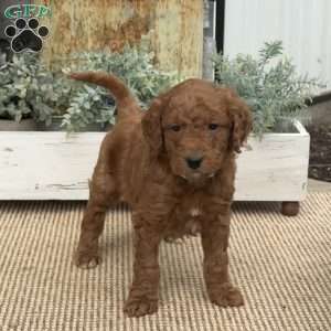 Hogan, Mini Goldendoodle Puppy
