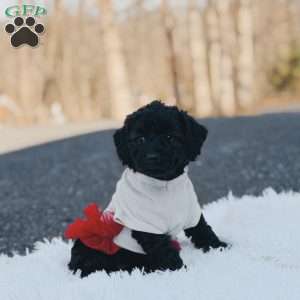 Cheyenne, Mini Goldendoodle Puppy