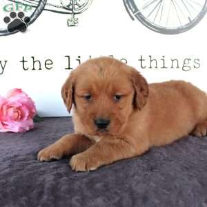 Tabby, Golden Retriever Puppy