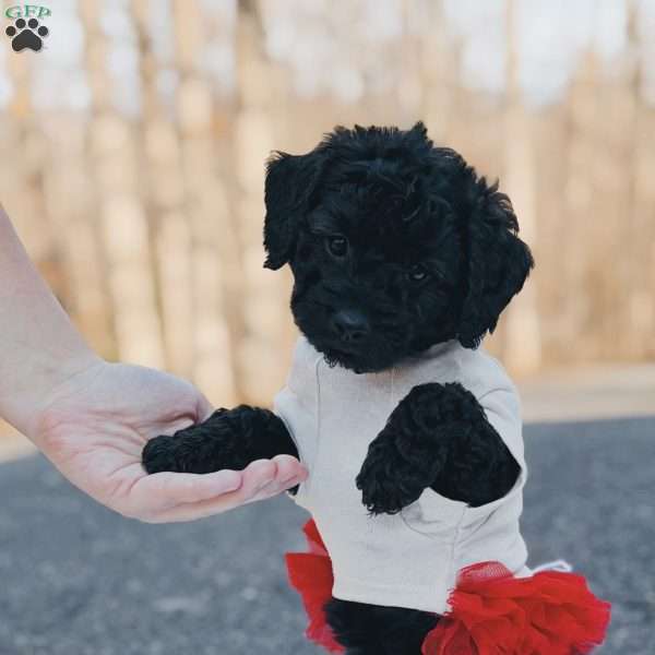 Cheyenne, Mini Goldendoodle Puppy