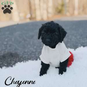 Cheyenne, Mini Goldendoodle Puppy