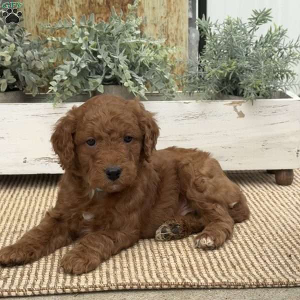 Hogan, Mini Goldendoodle Puppy