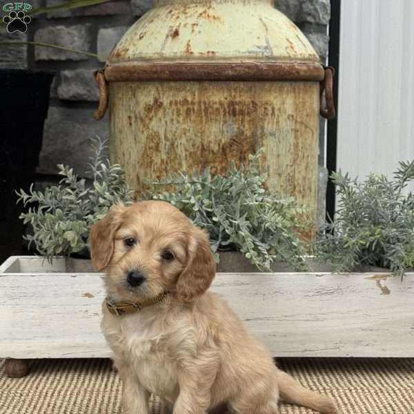 Harmony, Mini Goldendoodle Puppy