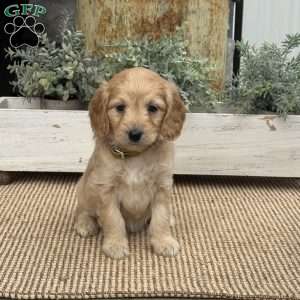 Harmony, Mini Goldendoodle Puppy