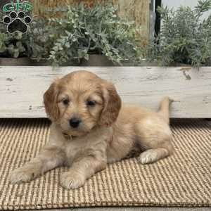 Harmony, Mini Goldendoodle Puppy